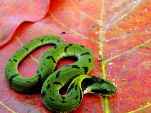 龙:传说的兽原型探秘(树蛇类) 龙:传说的兽原型探秘(树蛇类)