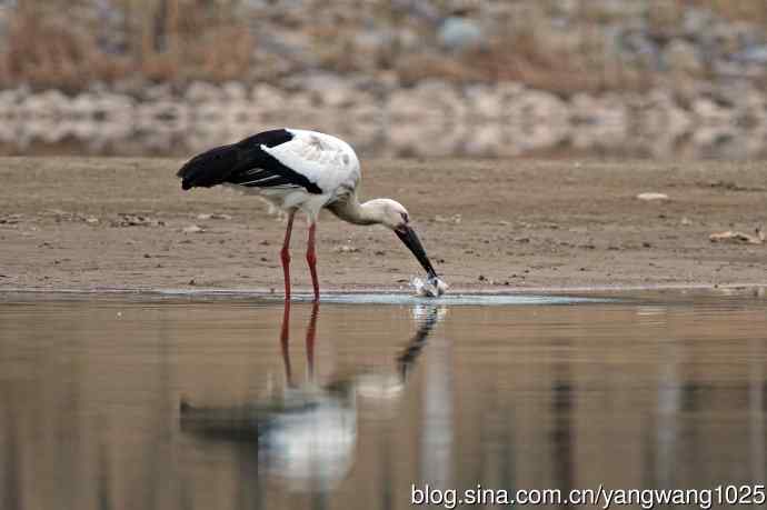 吃早餐的东方白鹳（2）