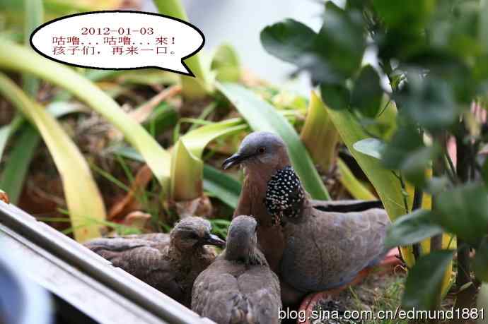 珠颈斑鸠育儿记