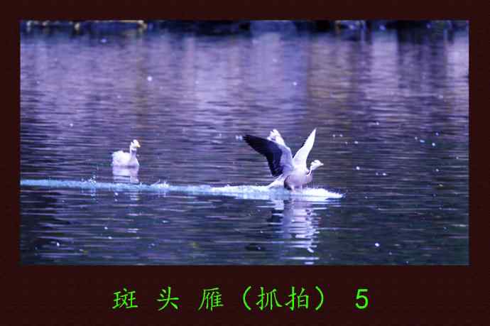 斑头雁（抓拍）5