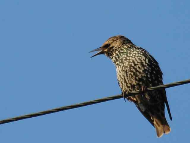 【亚平宁半岛之旅 wbr. wbr紫翅椋鸟】 【亚平宁半岛之旅 wbr. wbr紫翅椋鸟】