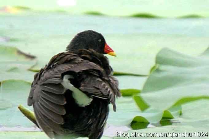 桑拿天打鸟 wbr真是乐使银(奥体公园)