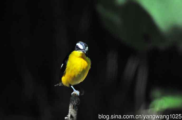 雄性白眉姬鹟（7）