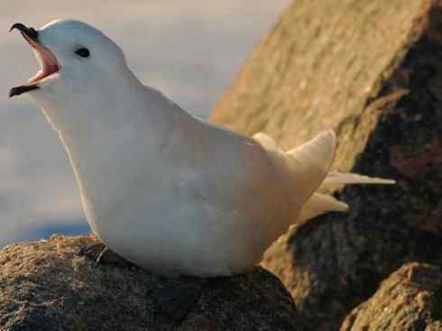 奇特的盔：雪海燕