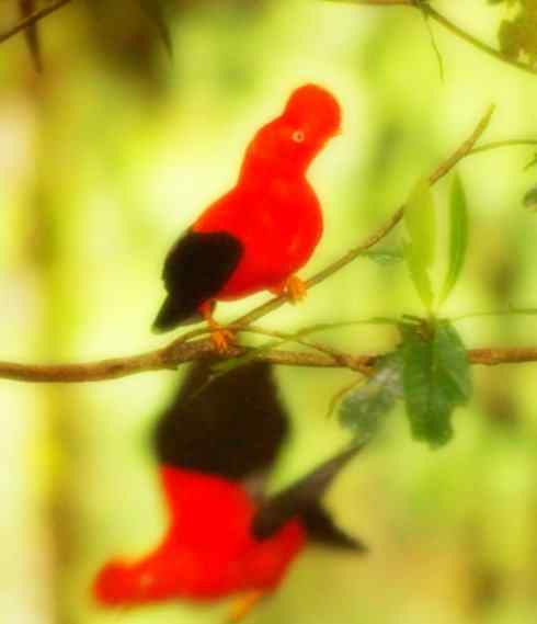 猎奇:十大奇异鸟类之四 猎奇:十大奇异鸟类之四