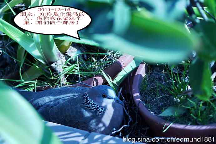 珠颈斑鸠育儿记