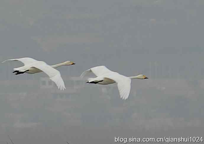 空中盘旋.赤麻鸭白天鹅(官厅水库)