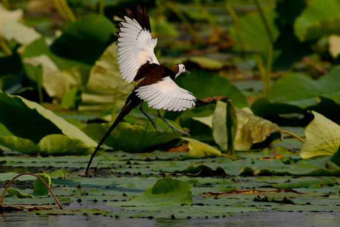 金领仙风.水凤凰 金领仙风.水凤凰