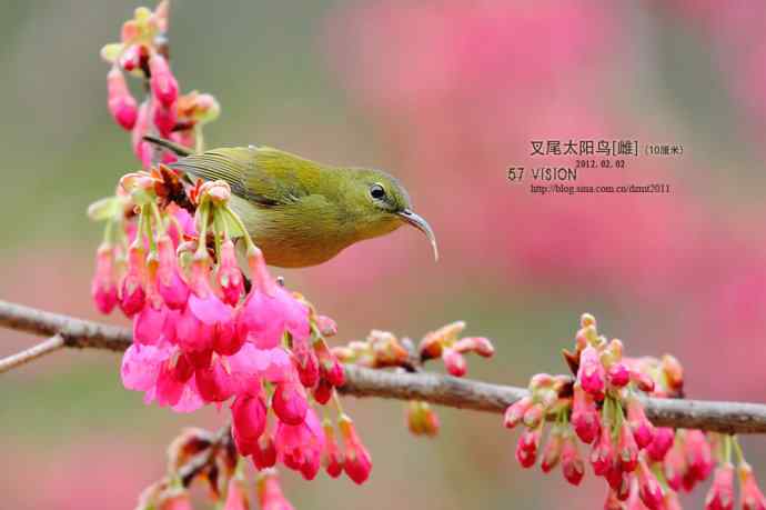 叉尾太阳鸟GGMM祝大家情人节快乐