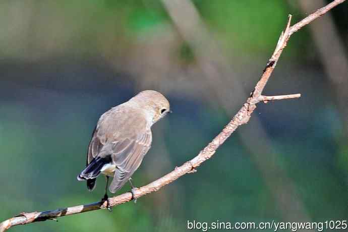 秋天的红喉姬鹟（4）