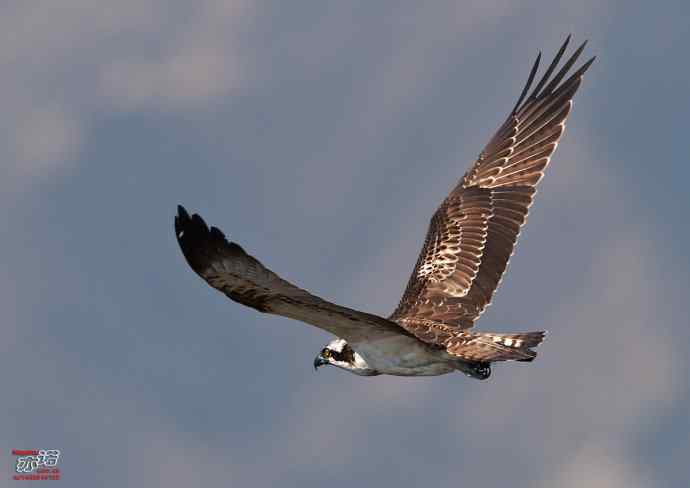 高手亦有失手时 高手亦有失手时