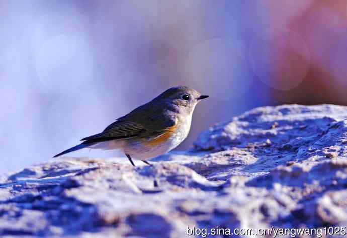 雌性红胁蓝尾鸲(36)