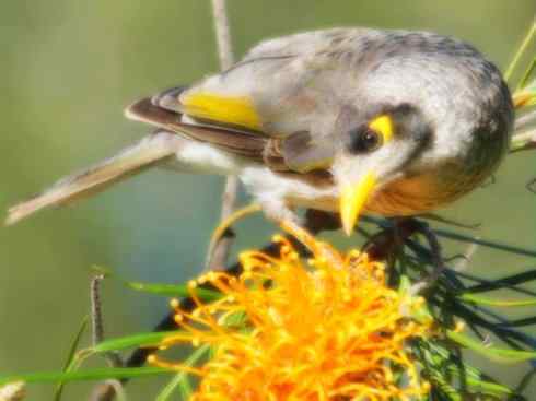雀鸟也彪悍：鸟中恶霸（黑头矿鸟）