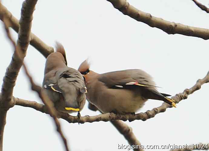 大太平.小太平(植物园) 大太平.小太平(植物园)