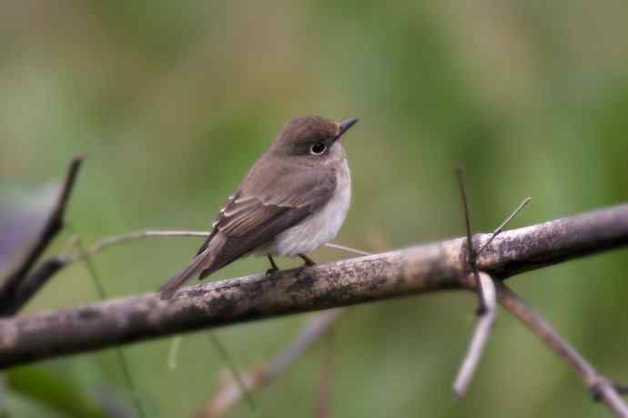 近几天拍到的鸟（拍鸟季来了鈥斺敼！）