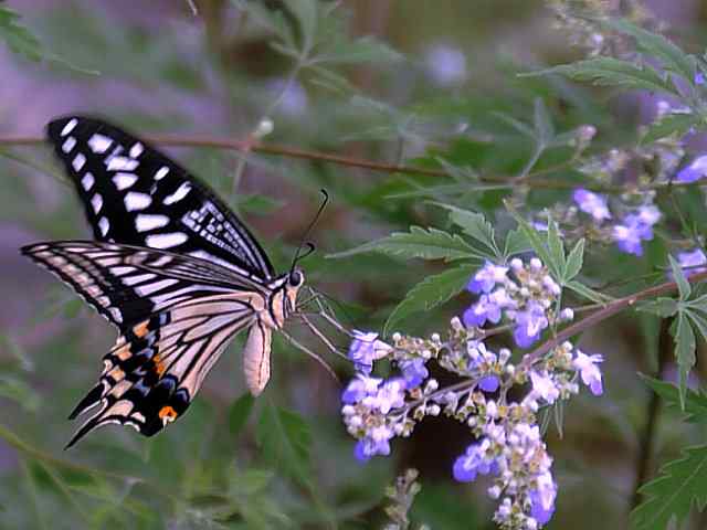 蒲洼围剿蓝矶鸫