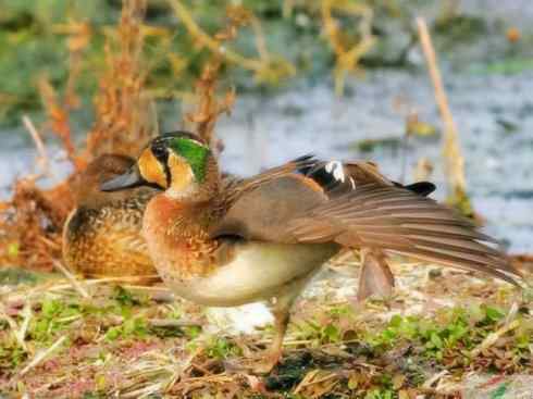 雁鸭之最之六（丑鸭、秋沙鸭、花脸鸭、针尾鸭）