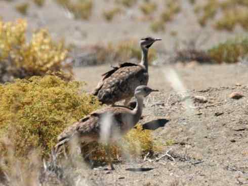 鸟类之最：大鸨