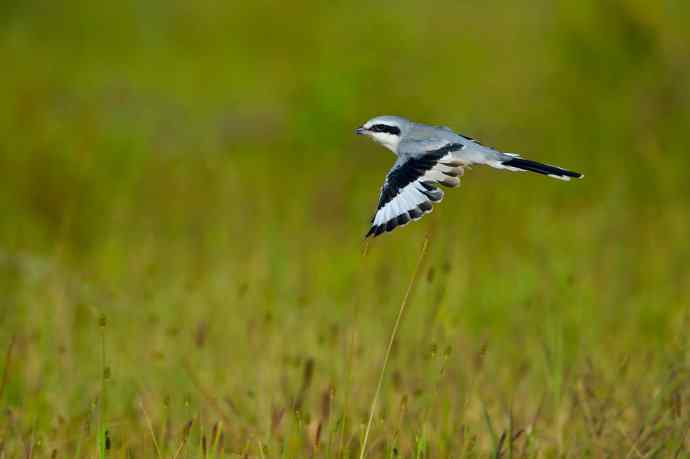 野鸭湖的楔尾伯劳和红尾伯劳