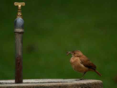 十大鸟类建筑师之三（柳莺、犀鸟）