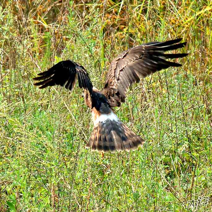 北京密云&nbsp;wbr路&nbsp;wbr白尾鹞
