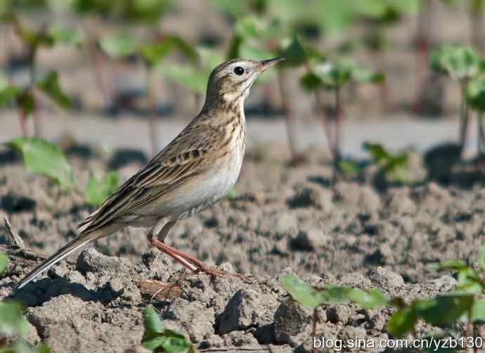 棉花地里的精灵——理氏鹨（组图，7张图片）