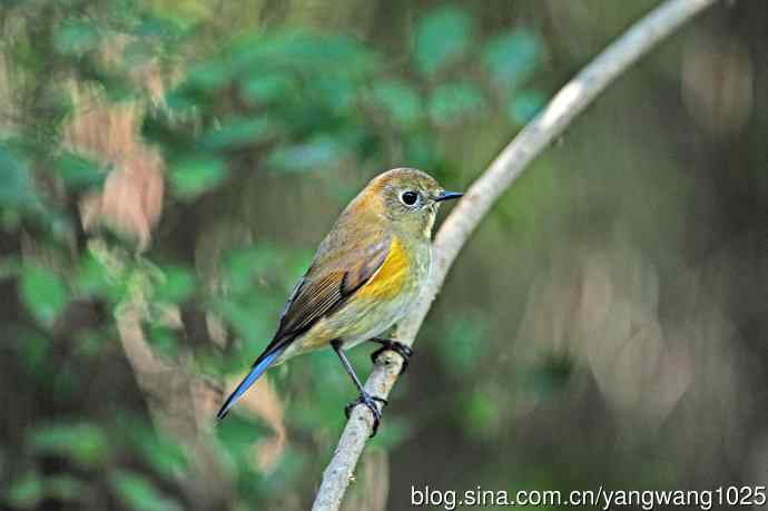 雌性红胁蓝尾鸲（62）
