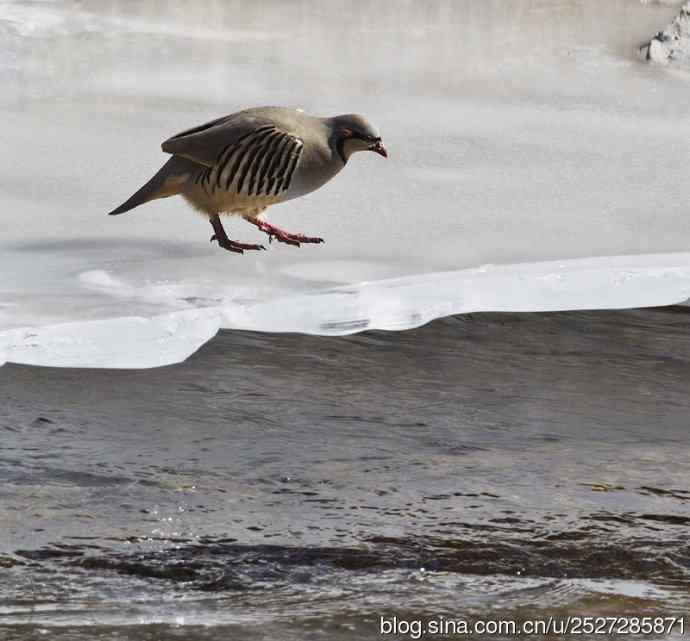 石鸡喝水的故事
