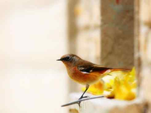 美丽无罪:雀鸟之红尾鸲 美丽无罪:雀鸟之红尾鸲