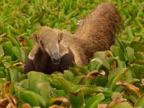 盘点十二大著名食蚁动物:食蚁兽 盘点十二大著名食蚁动物:食蚁兽