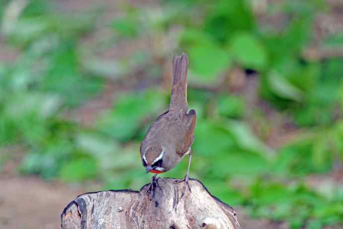 雄性红喉歌鸲（5）