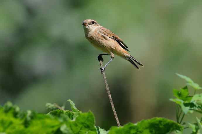黑喉石鵖俏枝头