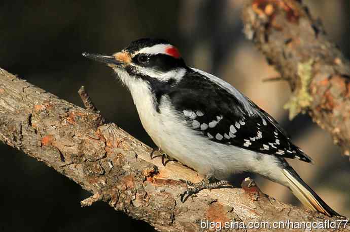 毛发啄木鸟（4）