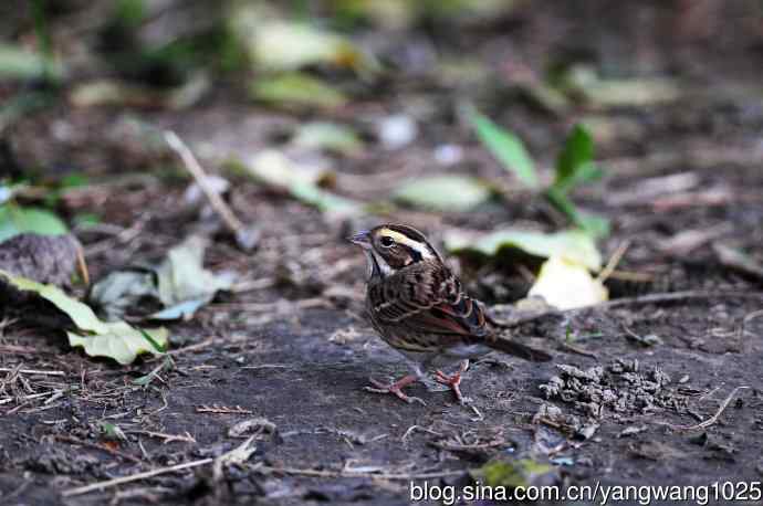 北京天坛公园的鸟类——黄眉鹀（7）