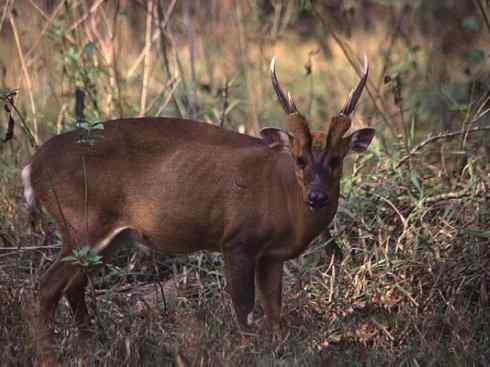 麒麟：传说的兽原型探秘（麋鹿）