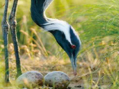 自然奇观：动物大迁徙(鹤类)
