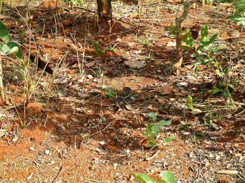 鸟类之最：四翼鸟（旗翼夜鹰）