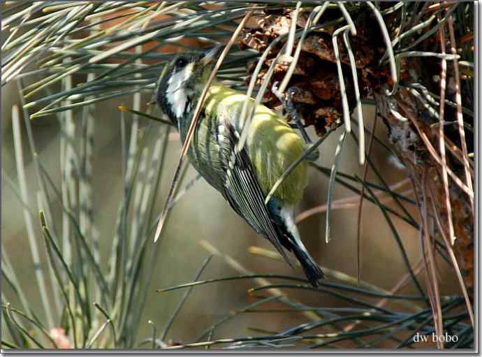 中国特有鸟种-黄腹山雀、黑头鳾