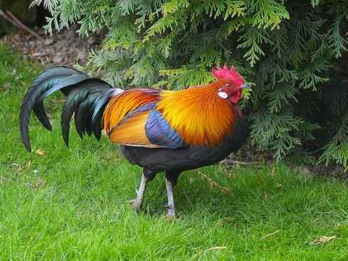 凤凰：传说的鸟原型探秘（原鸡）