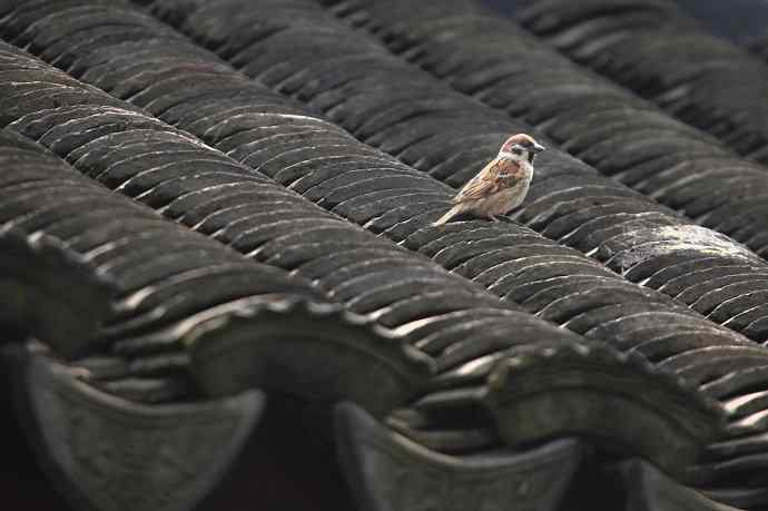 摄鸟拾趣（二） wbr麻雀2012.06