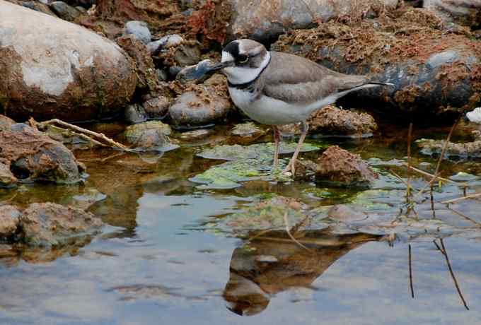 快乐打鸟 wbr wbr呼呼捏丫