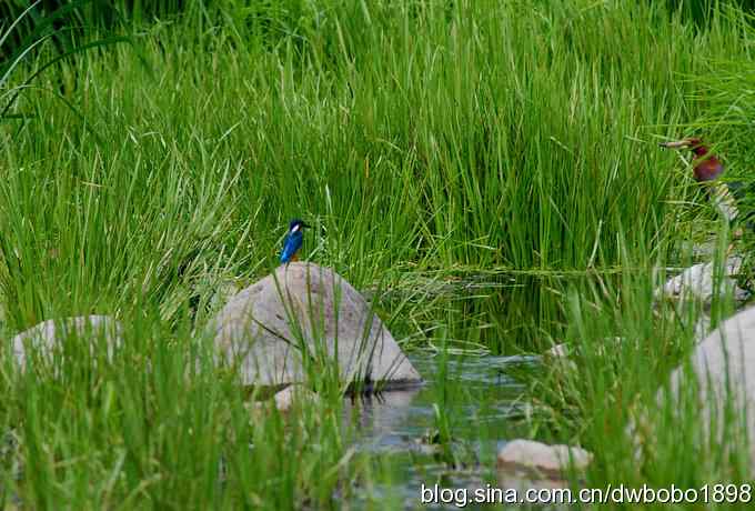 翠鸟欢鸣怀沙河