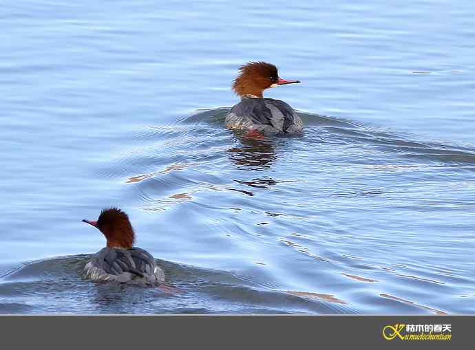 月亮湾拍的“秋沙鸭”【实拍】