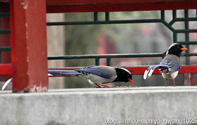 红嘴蓝鹊