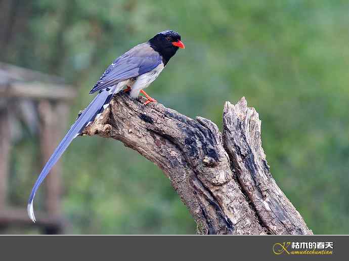 休闲拍鸟之二:红嘴蓝鹊 休闲拍鸟之二:红嘴蓝鹊