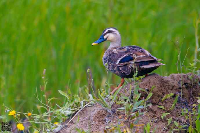 一组野鸭湖的鸭和鹭