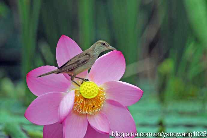东方大苇莺与荷花（8）