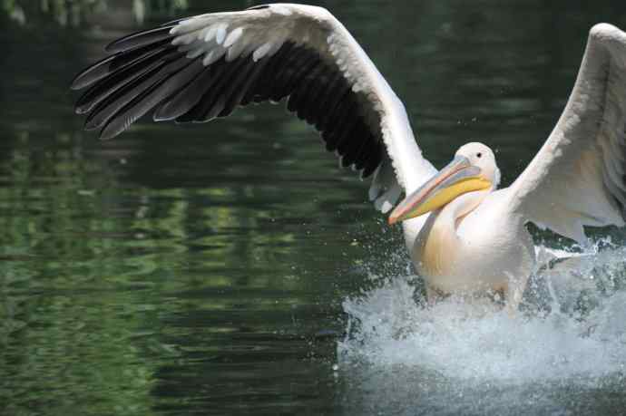 再次看到鹈鹕飞