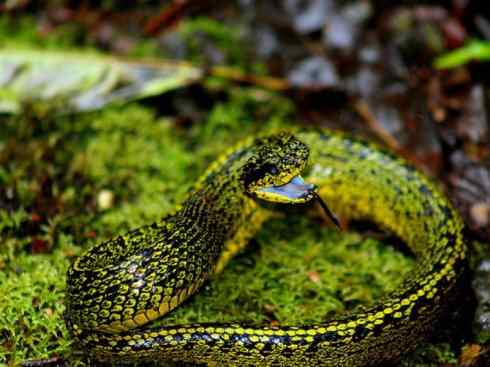 龙：传说的兽原型探秘（响尾蛇类）