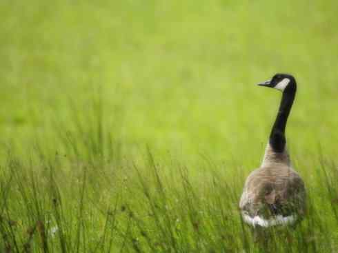 家禽驯化之源之十三（大雁、丹顶鹤）
